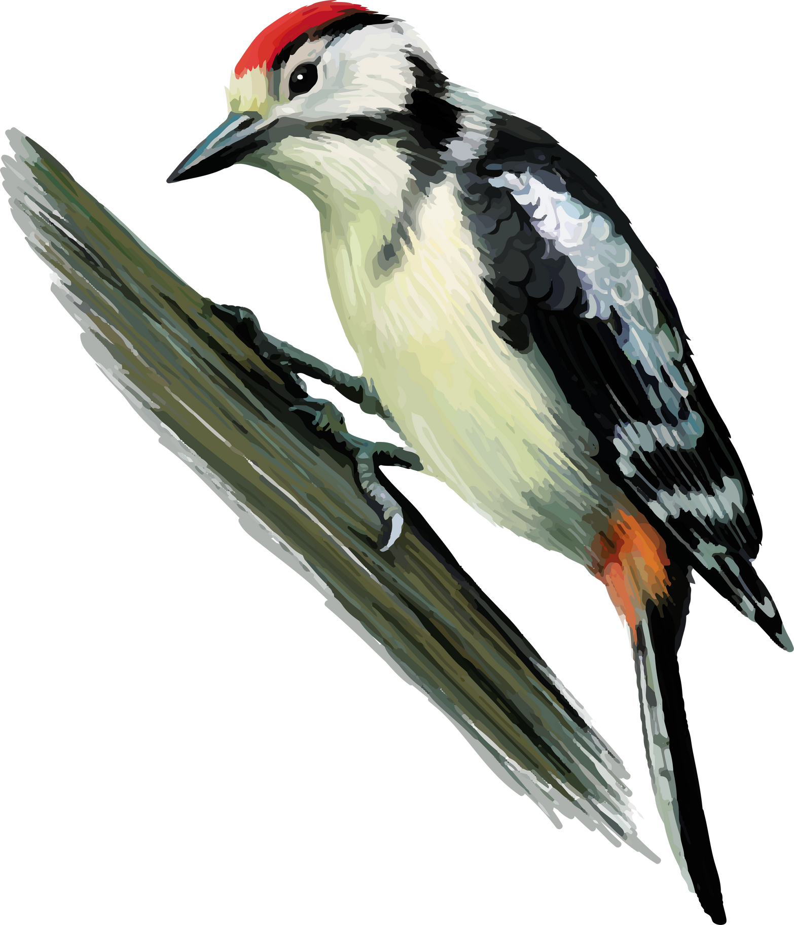 woodpecker 4