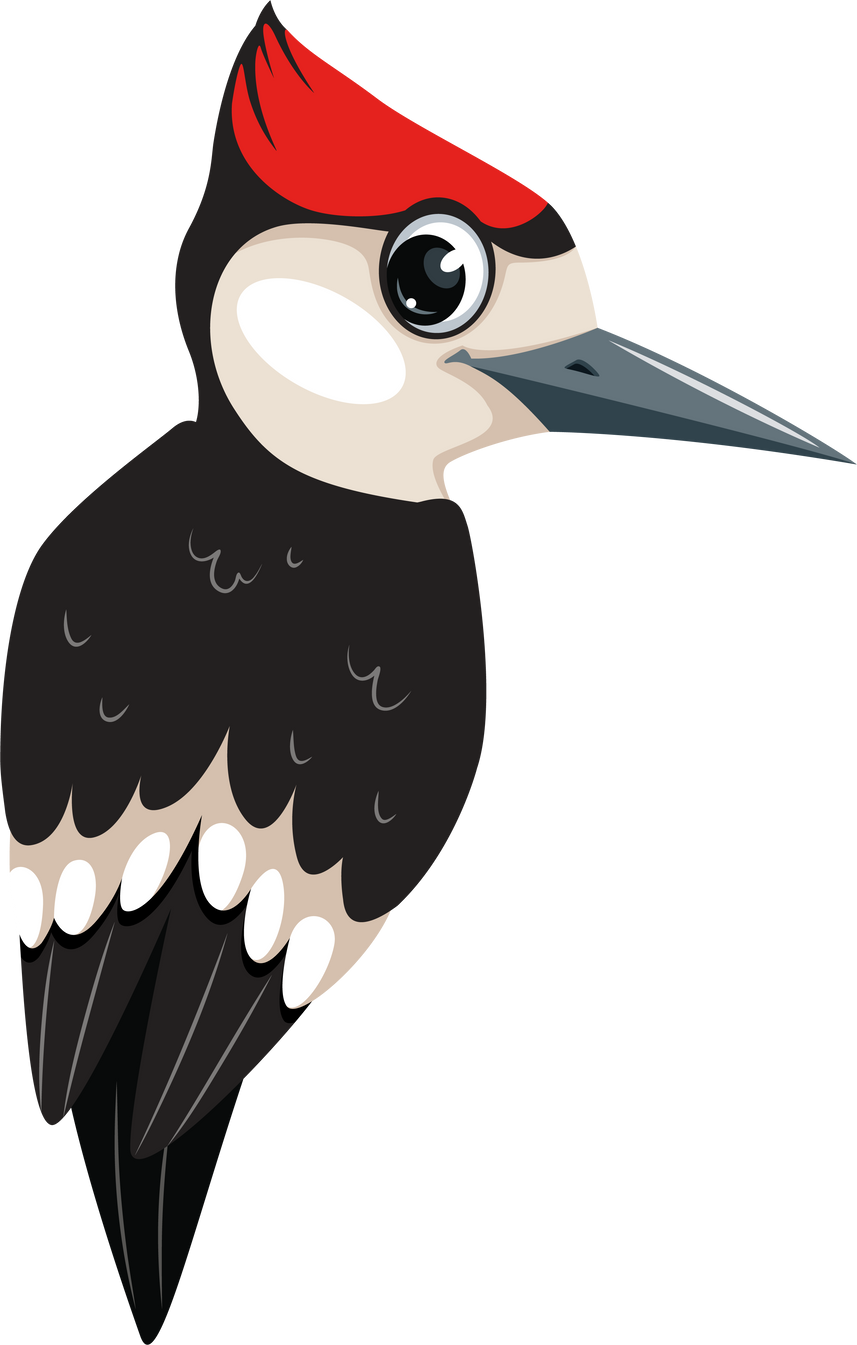 Illustration Cartoon Woodpecker