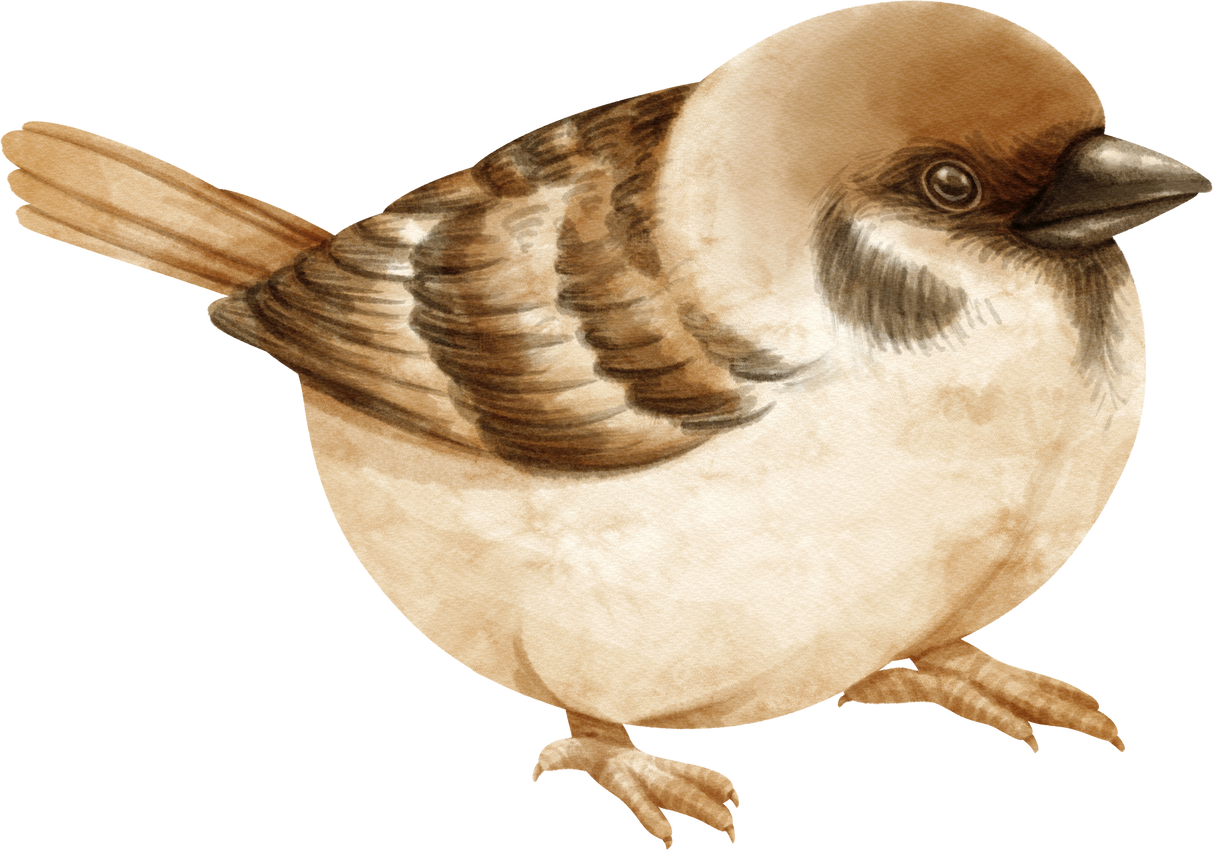 Watercolor sparrow bird illustration